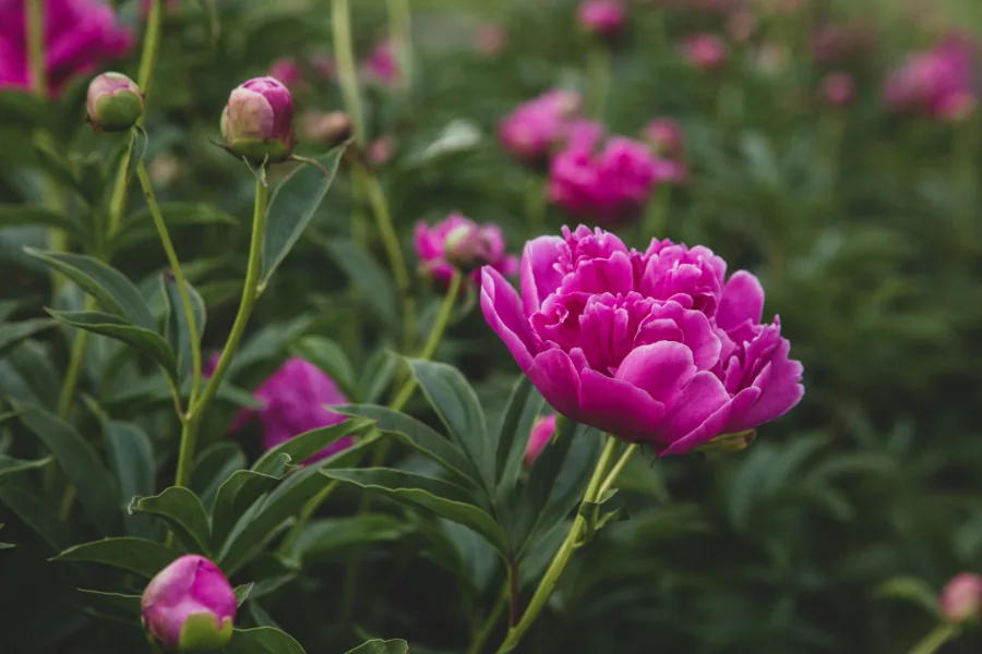 Pink peonies in full bloom in a garden
