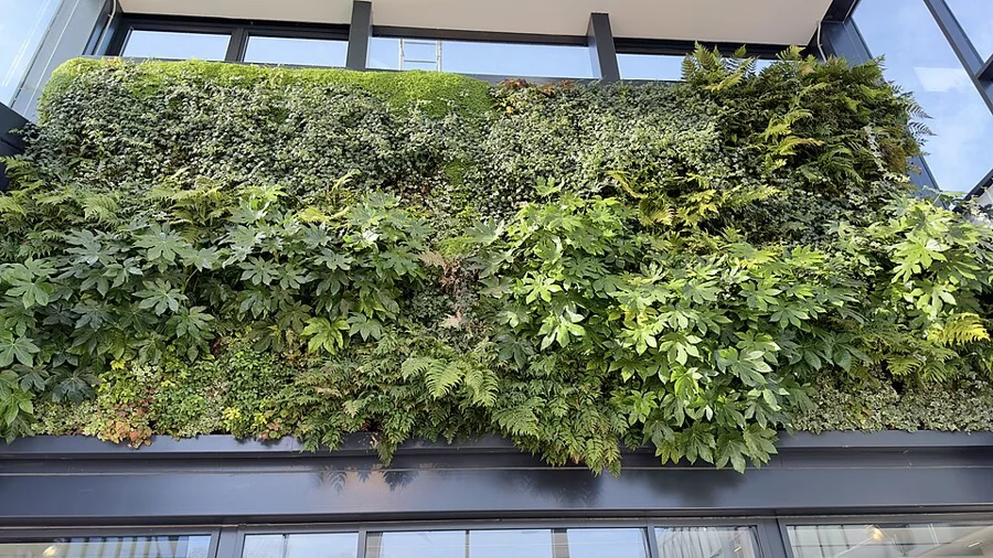 A living green wall of plants